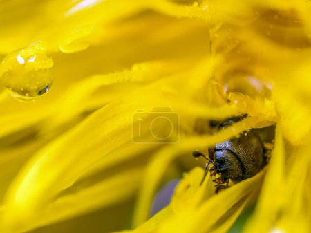 Closeup clip of common pollen beetle eating yellow flower pollen