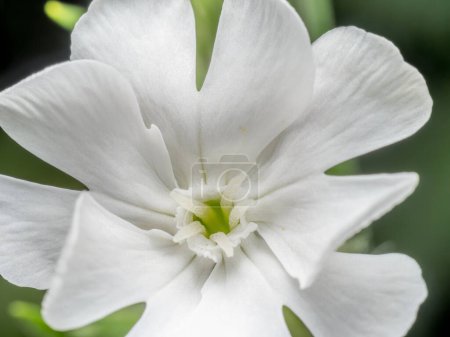 Gros plan de fleur de campion blanche
