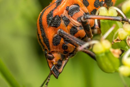 Nahaufnahme von European Striped Shield Bug auf einem Pflanzenstamm