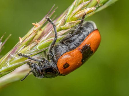 Makroaufnahme eines Ameisenbeutelkäfers, der auf einer Grasnarbe sitzt
