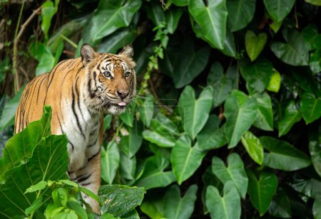 Téléchargez les photos : Bengale tigre animal impatient dans féild sauvage. - en image libre de droit