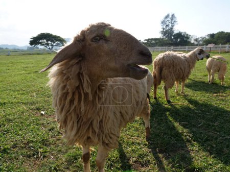 Photo for Close up Sheep in farming field in Thailand. - Royalty Free Image