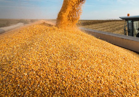 Getreideschnecke des Mähdreschers schüttet Mais in Traktoranhänger