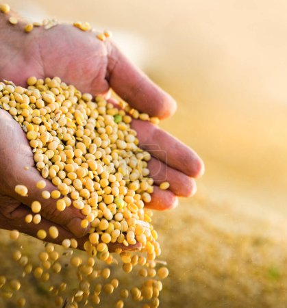 Foto de Granjero sosteniendo granos de soja en sus manos en el remolque tractor después - Imagen libre de derechos