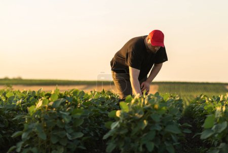 Foto de Agricultor en campos de soja. Crecimiento al aire libre. - Imagen libre de derechos