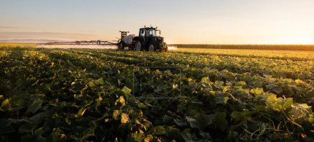 Téléchargez les photos : Tracteur pulvérisation de pesticides sur les champs de légumes avec pulvérisateur au printemps - en image libre de droit