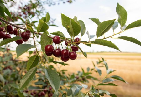 Photo for Sour cherries on the  tree stick with leaves, in time of harvest in the summer in the orchard. - Royalty Free Image