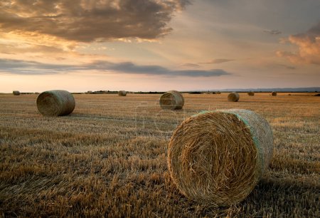 Photo for Stubble field with hay bales under  summer sky - Royalty Free Image