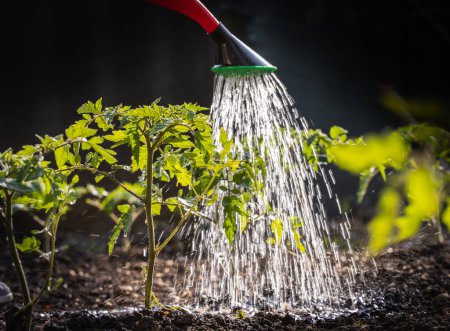 Foto de Gardening concept.Watering seedling tomato plant in greenhouse garden with red watering can. - Imagen libre de derechos