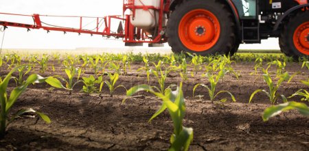 Téléchargez les photos : Pulvérisation de pesticides par tracteur sur un champ de maïs avec pulvérisateur au printemps - en image libre de droit