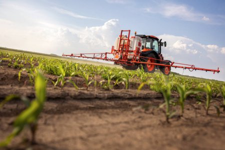Photo for Tractor spraying pesticides on corn field  with sprayer at spring - Royalty Free Image