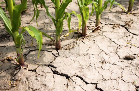 Trockengetrocknete Erde oder Ackerland mit Maispflanzen, die in trockener, rissiger Erde ums Leben kämpfen.