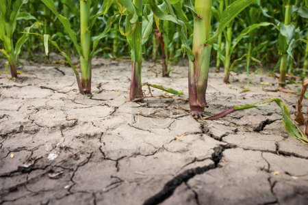 Trockengetrocknete Erde oder Ackerland mit Maispflanzen, die in trockener, rissiger Erde ums Leben kämpfen.