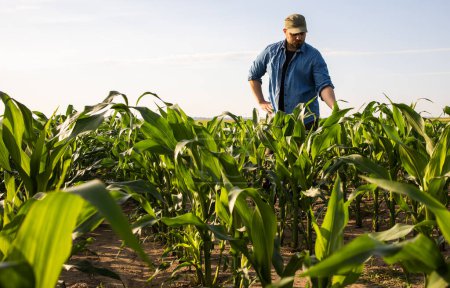 Foto de Agricultor en campos de maíz. Crecimiento al aire libre. - Imagen libre de derechos