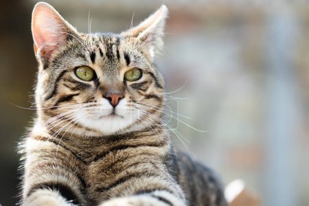 Téléchargez les photos : Portrait de chat avec fond gris et yeux verts en plein air - en image libre de droit