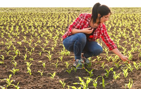 Young woman farmer examing planted young corn in spring