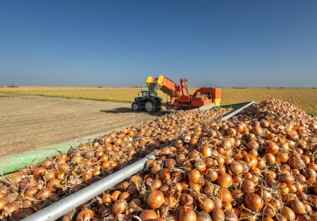 The harvester transports the onion after pulling it out of the ground