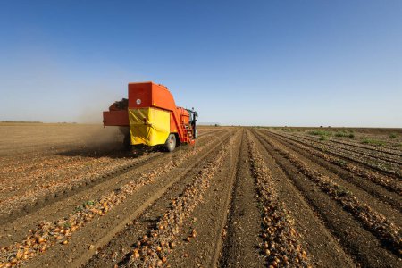 Foto de La cosechadora transporta la cebolla después de sacarla del suelo - Imagen libre de derechos