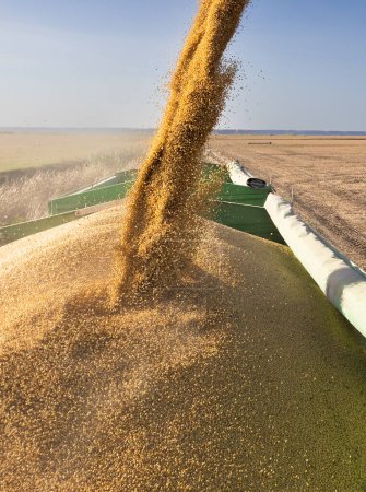 Photo for Grain auger of combine pouring soy bean into tractor trailer - Royalty Free Image