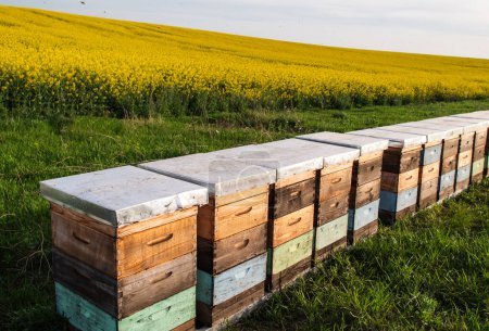 Photo for Beehive boxes for beekeeping and honey collecting in blooming canola field - Royalty Free Image