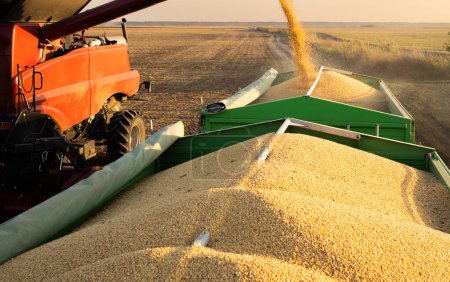 Foto de Barrena de grano de combinar verter frijol de soja en remolque tractor - Imagen libre de derechos