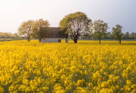 Foto de Una antigua casa rodeada por un campo de canola amarillo brillante. - Imagen libre de derechos