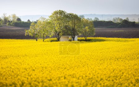 Photo for An old  house surrounded by a bright yellow canola field. - Royalty Free Image