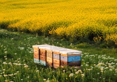 Foto de Cajas de colmena para la apicultura y la recolección de miel en el campo de canola en flor - Imagen libre de derechos