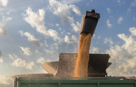 Maiskorn nach Ernte auf Feld in Traktoranhänger gegossen