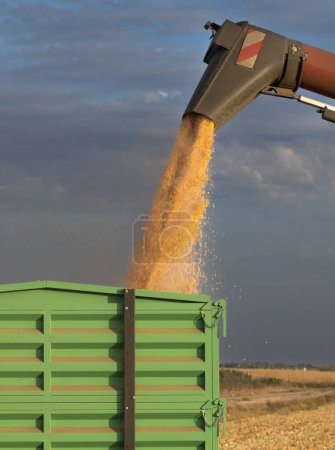 Maiskorn nach Ernte auf Feld in Traktoranhänger gegossen