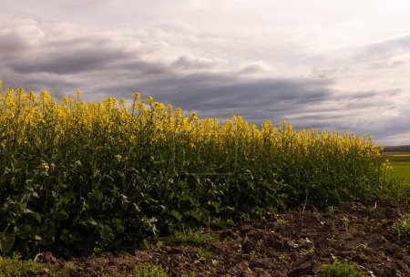 Photo for Image of rain-laden clouds arriving over a large rapeseed canola plantation - Royalty Free Image