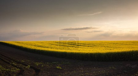 Foto de Campo de colza amarilla al atardecer. La luz del sol ilumina canola amarilla. Campo agrícola. Paisaje rural - Imagen libre de derechos