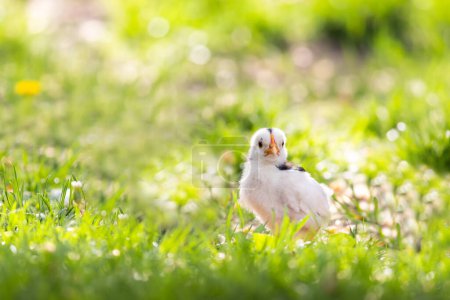 Photo for Cute chick posing  in the sun on grass - Royalty Free Image