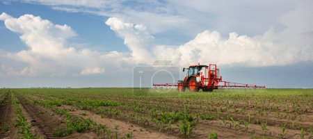 Foto de Tractor rociando pesticidas en campo de maíz con pulverizador en primavera - Imagen libre de derechos
