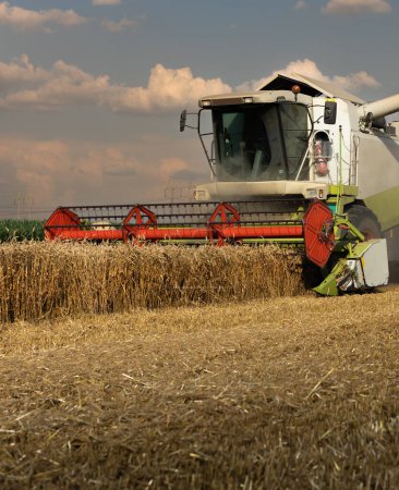 Photo for A combine harvester working in a wheat field - Royalty Free Image