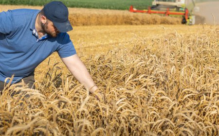 Foto de Young farmer standing  on field wheat, combine harvester in background - Imagen libre de derechos