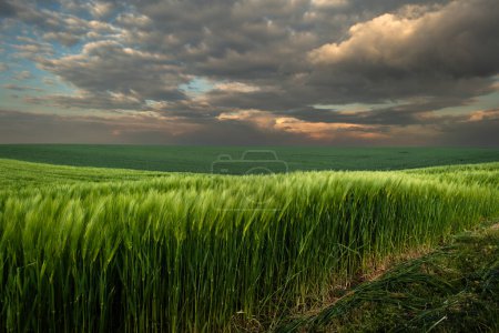 Foto de Campo verde joven. Puesta de sol sobre el campo de cereales verde joven en primavera - Imagen libre de derechos