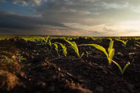 Foto de Amanecer sobre un campo de maíz joven. Industria agrícola - Imagen libre de derechos