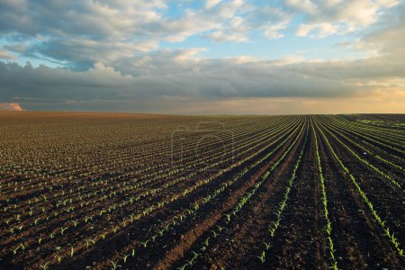 Foto de Amanecer sobre un campo de maíz joven. Industria agrícola - Imagen libre de derechos