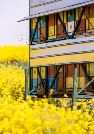 Foto de Cajas de colmena para la apicultura y la recolección de miel en el campo de canola en flor - Imagen libre de derechos