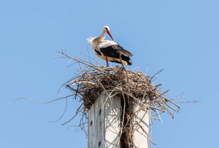 Storch steht auf Betonpfahl und baut ein Nest mit blauem Himmel