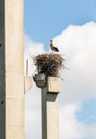 Cigüeña de pie sobre un poste de hormigón construyendo un nido con fondo de cielo azul