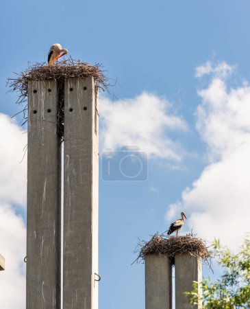Cigüeña de pie sobre un poste de hormigón construyendo un nido con fondo de cielo azul