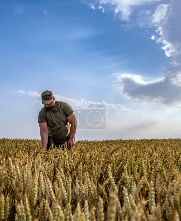 Farmer in wheat fields. Growth, outdoor.