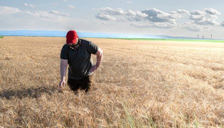 L'agriculteur vérifie les cultures de blé mûr dans les champs avant la récolte