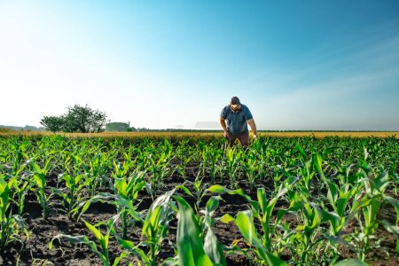 Téléchargez les photos : Agriculteur près du champ de maïs analyse des cultures - en image libre de droit