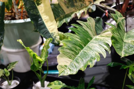 background Philodendron Variegated is an ornamental plant with beautiful natural green-yellow-spotted leaves.