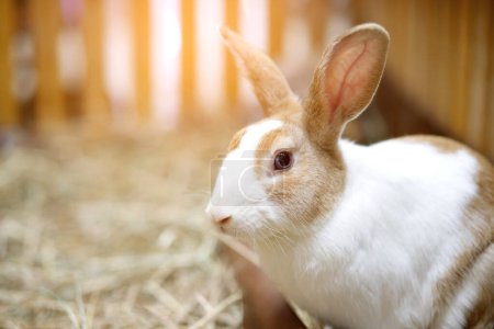 Téléchargez les photos : Un lapin rayé blanc et brun mignon est à la ferme. - en image libre de droit