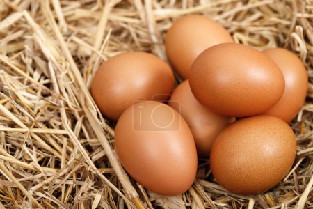 Téléchargez les photos : Des œufs frais sont prêts pour le petit déjeuner à la ferme. - en image libre de droit