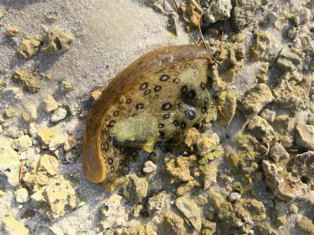 Photo for Spotted sea hare on the sand in Key Biscayne - Royalty Free Image